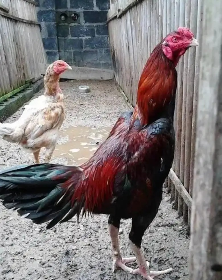 他自认赌博可控，但现实不是你想